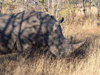 Il Principe Albert Ii de Monaco a sostegno dei rinoceronti in Sudafrica