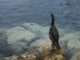 Ospite fisso del porto di Monte-Carlo eè il Cormorano che ormai abita qui sopra ad uno scoglio