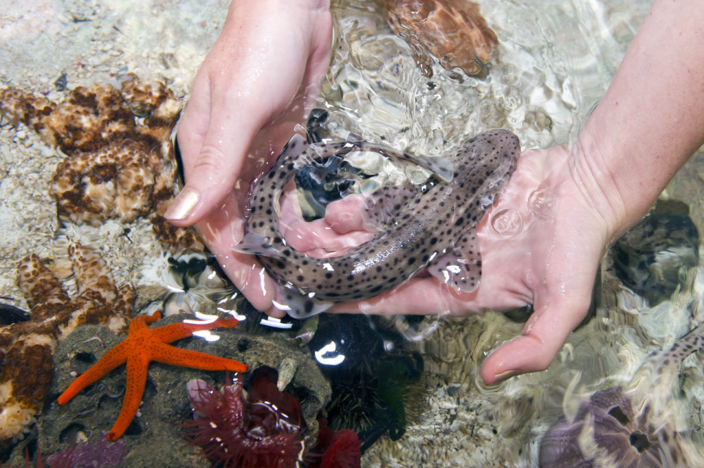 Al Museo Oceanografico del Principato di Monaco nuova esposizione intitolata Immersion