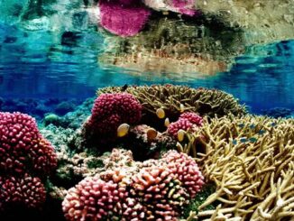 La FPA2 di Monaco, la Fondazione Paul G. Allen Family e la Germania si sono impegnati con 10 milioni di dollari per proteggere le barriere coralline del mondo.