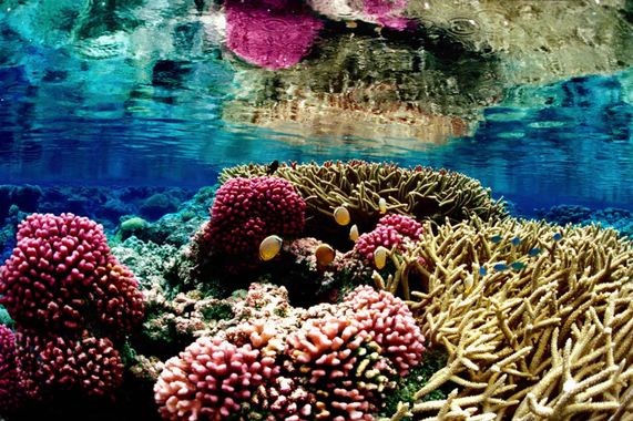 La FPA2 di Monaco, la Fondazione Paul G. Allen Family e la Germania si sono impegnati con 10 milioni di dollari per proteggere le barriere coralline del mondo.