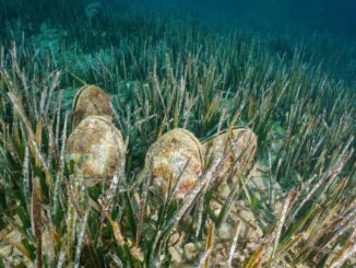 Il Principato di Monaco e la ricerca si mobilitano per il ritorno nel Mediterraneo della Pinna Nobilis