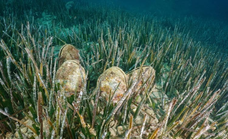 Il Principato di Monaco e la ricerca si mobilitano per il ritorno nel Mediterraneo della Pinna Nobilis