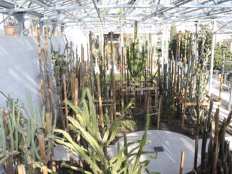 l Comune di Monaco ha deciso Le serre del Centro Botanico al Jardin Exotique e la Biblioteca video-sonora José Notari, riaprono al pubblico da lunedì 8 marzo nel rispetto delle regole sanitarie