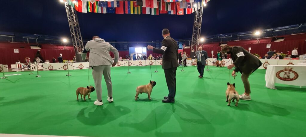 Riapre al pubblico l'Esposizione Canina Internazionale di Monaco 