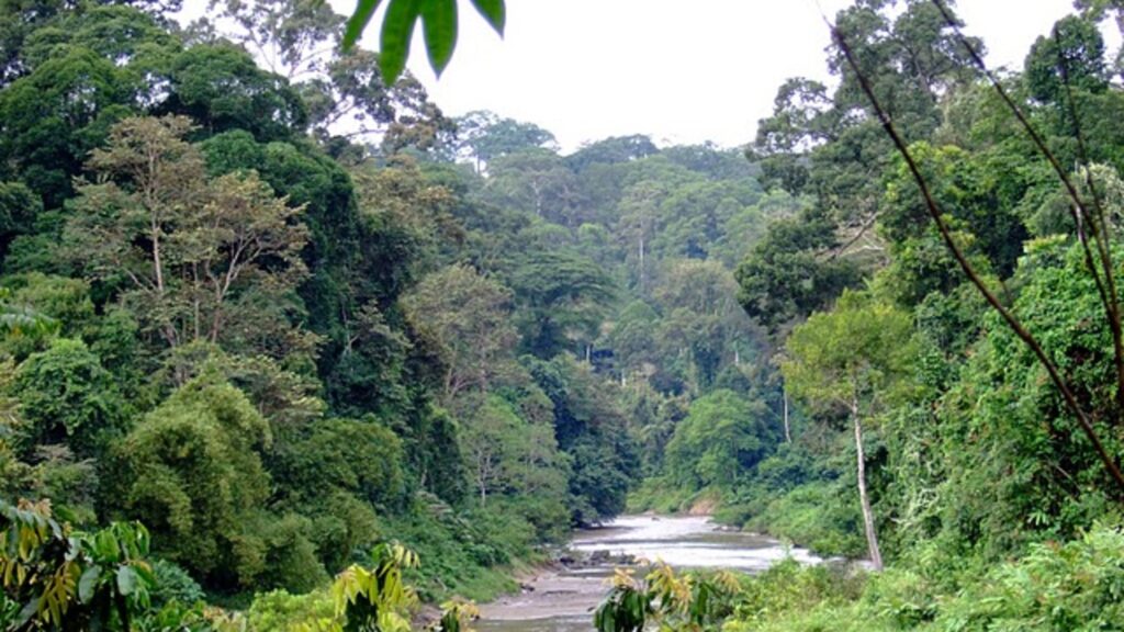 In occasione della Giornata mondiale della biodiversità,la Fondazione Principe Alberto II di Monaco, la Commissione mondiale per il diritto ambientale (WCEL) della IUCN, la Federazione Internazionale dei Ranger (IRF) e la Coalizione Forestale Globale (GFC) hanno unito le forze per lanciare il programma :Forests and communities Initiative