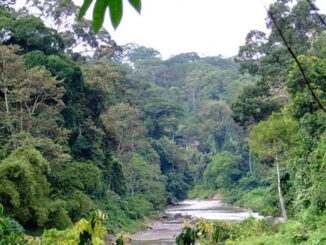 In occasione della Giornata mondiale della biodiversità,la Fondazione Principe Alberto II di Monaco, la Commissione mondiale per il diritto ambientale (WCEL) della IUCN, la Federazione Internazionale dei Ranger (IRF) e la Coalizione Forestale Globale (GFC) hanno unito le forze per lanciare il programma :Forests and communities Initiative
