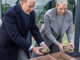 I Principi di Monaco, Alberto II, Charlene e i loro figli Jacques e Gabriella, hanno partecipato alla preparazione delle tartarughe africane che tornano in Senegal