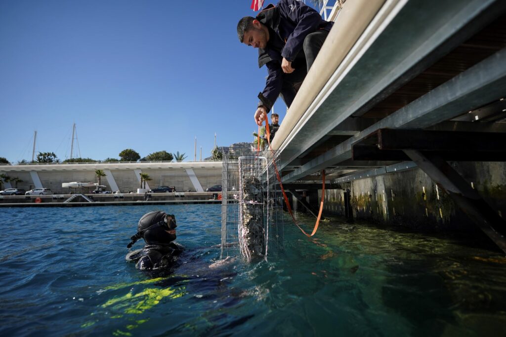 Installazione di 24 nuovi Biohut, veri vivai, nei porti di Monaco per contribuire alla crescita della popolazione ittica