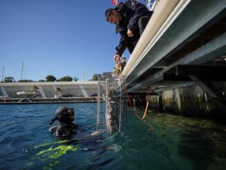 Installazione di 24 nuovi Biohut, veri vivai, nei porti di Monaco per contribuire alla crescita della popolazione ittica