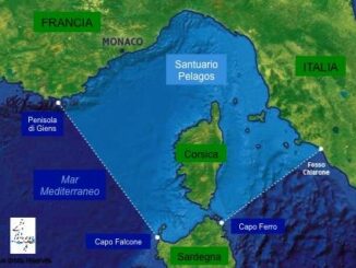 Creato un fondo per la protezione dei mammiferi marini nel Santuario Pelagos