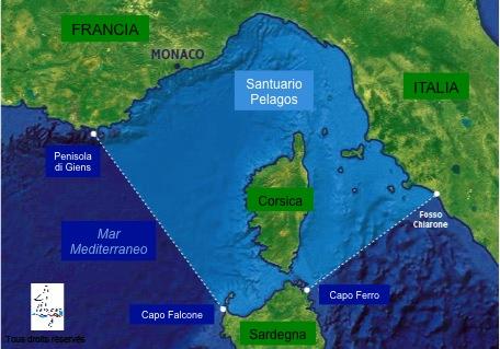 Creato un fondo per la protezione dei mammiferi marini nel Santuario Pelagos