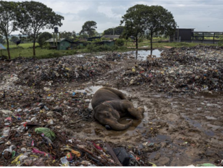 Finalmente lo Sri Lanka ha deciso di bandire l'uso della plastica monouso. Motivo? La moria di elefanti che fanno la ricchezza del Paese.