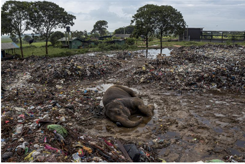 Finalmente lo Sri Lanka ha deciso di bandire l'uso della plastica monouso. Motivo? La moria di elefanti che fanno la ricchezza del Paese.