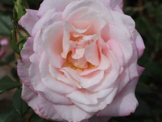 Il Pubblico è invitato a votare via facebook la rosa preferita al 7° Concorso Internazionale del roseto Princesse Grace