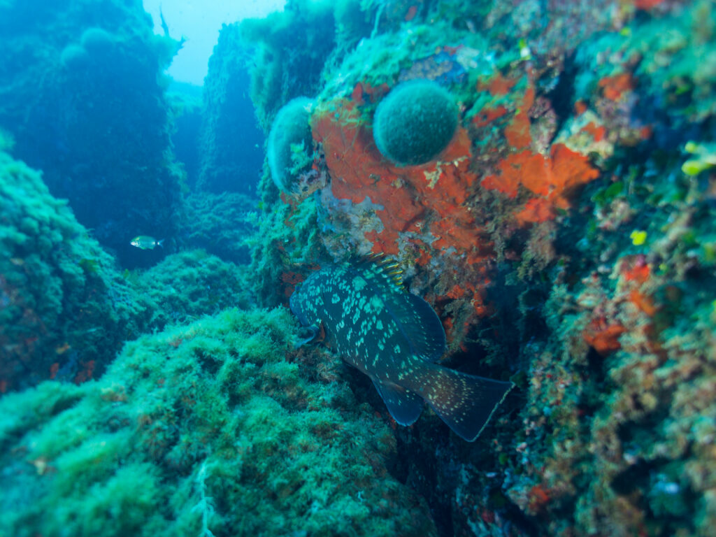 Operazione d'inventario di Cernie, in via d'estinzione, e Ombrine nel mare di Monaco