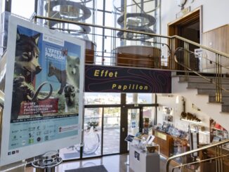 Al Museo di Antropologia Preistorica una nuova mostra dal titolo "L'effetto Papillon, la Preistoria degli animali".