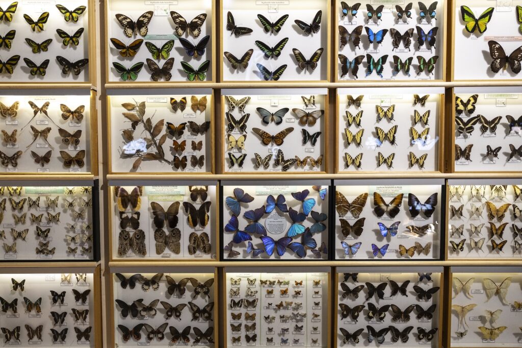 Al Museo di Antropologia Preistorica una nuova mostra dal titolo "L'effetto Papillon, la Preistoria degli animali".