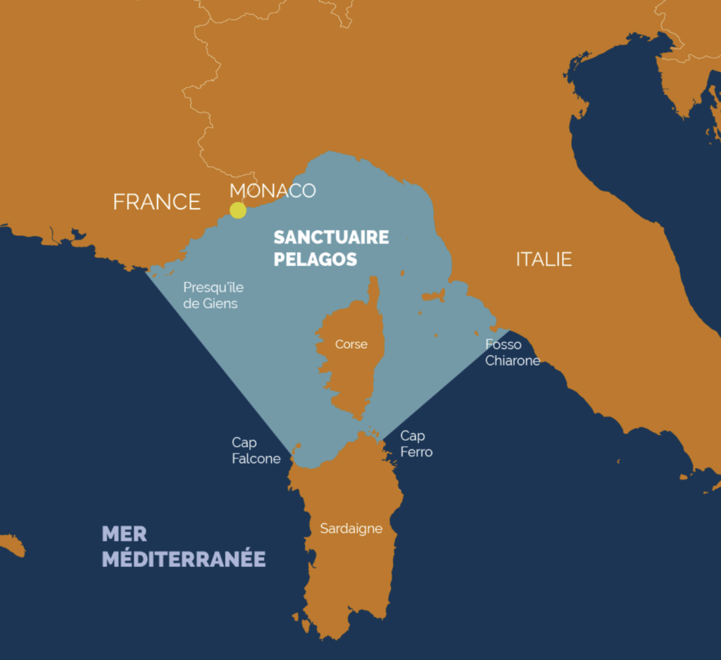 Pelagos un pilastro per la protezione dei mammiferi nel Mediterraneo