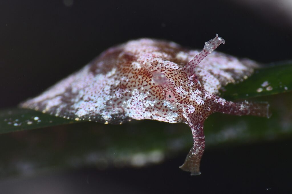 A Monaco Celebrata la fotografia subacquea