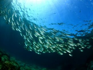 Dal 17 gennaio 2026 il trattato BBNJ entra in vigore: Monaco in prima linea per la tutela globale dei mari.