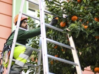 A Monaco comincia la raccolta delle arance amare