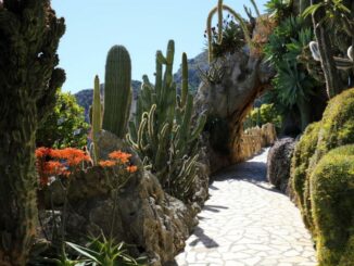 Il jardin Exotique di Monaco riaprirà domenica 29 marzo