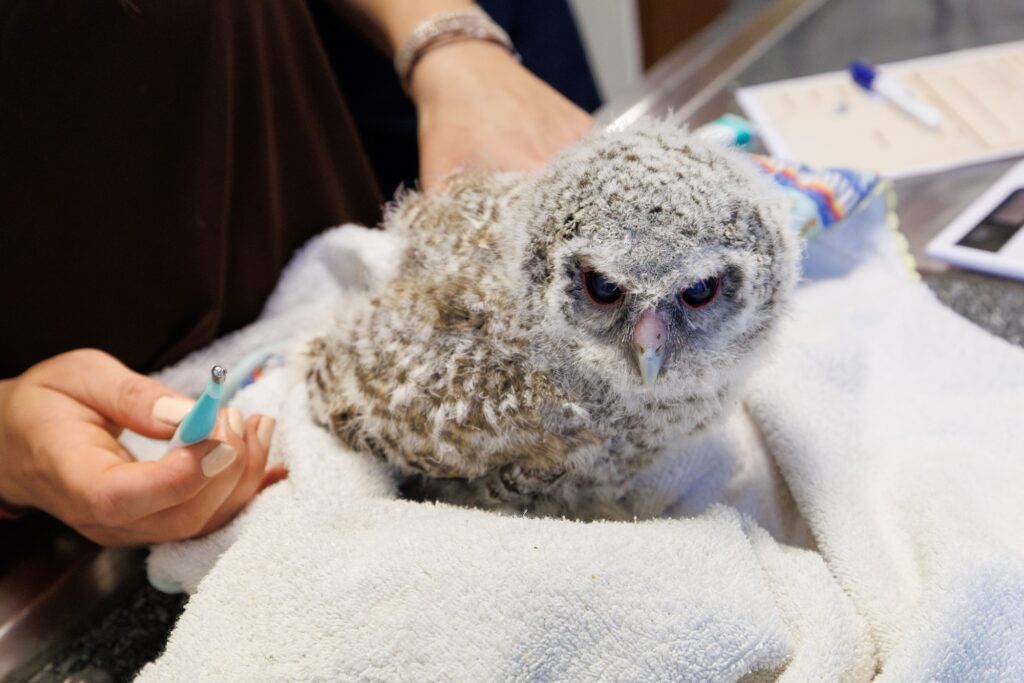 Dopo la liberazione del rapace, la Principessa Charlène si è recata a Saint-Cézaire-sur-Siagne per visitare il centro Instinct Animal – SOS Faune Sauvage