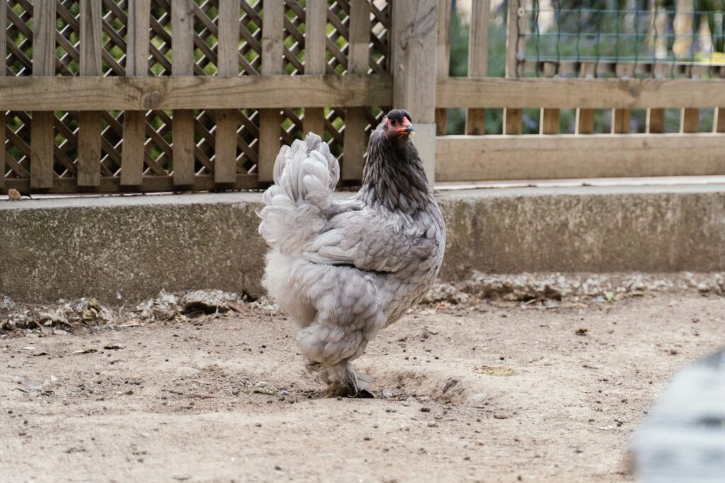 Due galline e quattro anatre, donate dal Jardin Animalier de Monaco, arricchiscono il Parc Princesse Antoinette dedicato alle famiglie 