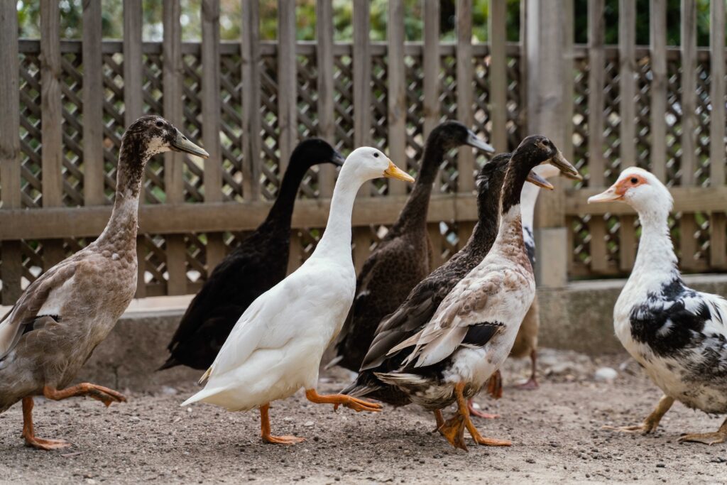 Due galline e quattro anatre, donate dal Jardin Animalier de Monaco, arricchiscono il Parc Princesse Antoinette dedicato alle famiglie 
