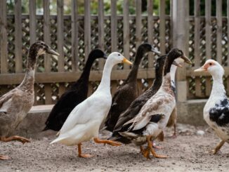 Due galline e quattro anatre, donate dal Jardin Animalier de Monaco, arricchiscono il Parc Princesse Antoinette dedicato alle famiglie