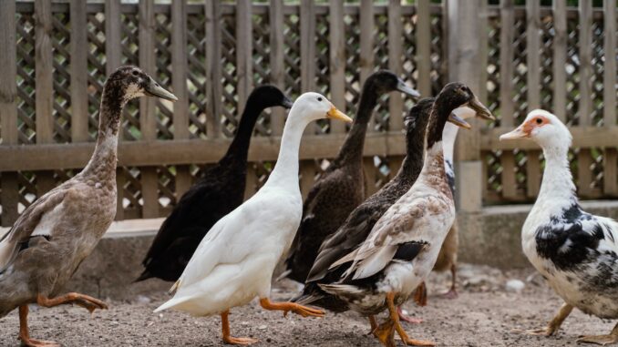 Due galline e quattro anatre, donate dal Jardin Animalier de Monaco, arricchiscono il Parc Princesse Antoinette dedicato alle famiglie