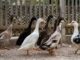 Due galline e quattro anatre, donate dal Jardin Animalier de Monaco, arricchiscono il Parc Princesse Antoinette dedicato alle famiglie