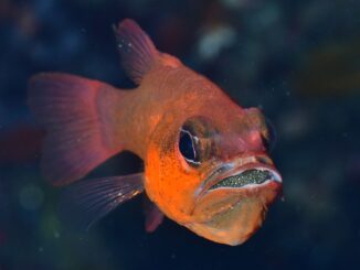 Ventiquattro fotografi in gara nelle acque del Principato. Le immagini diventano un invito a proteggere la biodiversità marina.