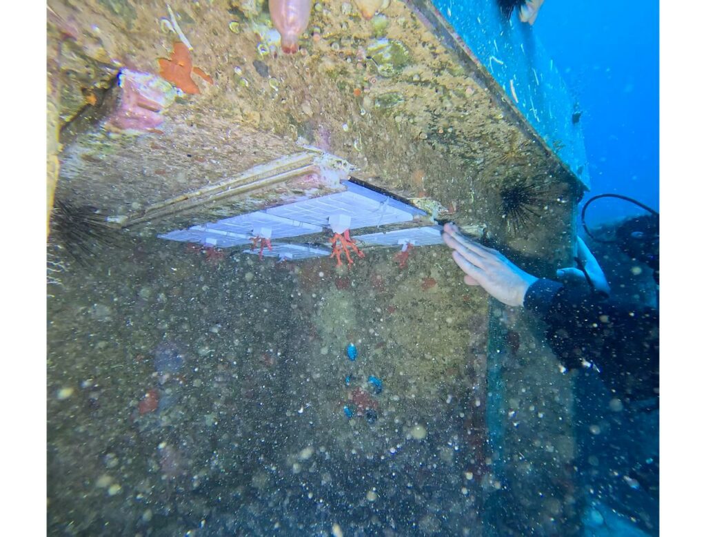Centro Scientifico di Monaco: Inserzione dei coralli per il nuovo esperimento nel fondale del mare di Monaco