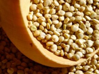 Un progetto triennale tra Monaco e la FAO, per valorizzare un cereale, il fonio, per sostenere i piccoli agricoltori e l'indipendenza delle donne